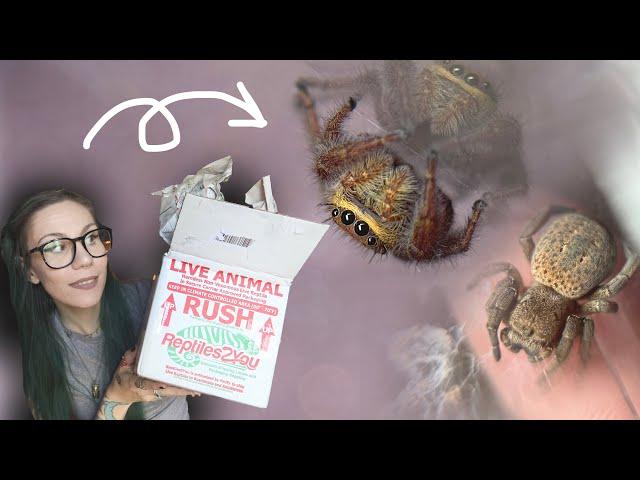 FINALLY Tom sent me these!!! UNBOXING *RARE* Brown Velvet Spiders I've never seen before.. AND MORE!