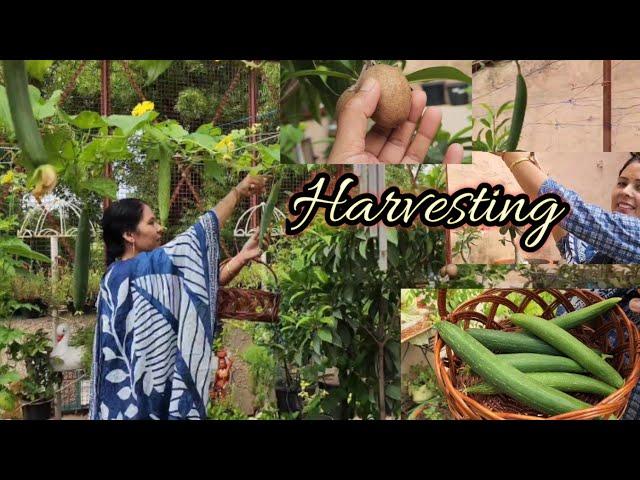 Organic vegetable,fruit harvesting छोटी छोटी खुशी  relaxing Gardening