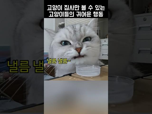 집사들만 볼 수 있는 고양이들의 귀여운 행동