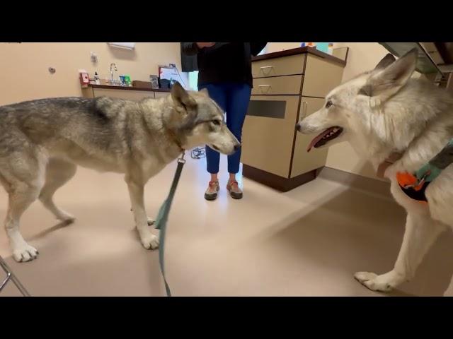 Took Two Wolfdogs to the Veterinarian and This is What Happened