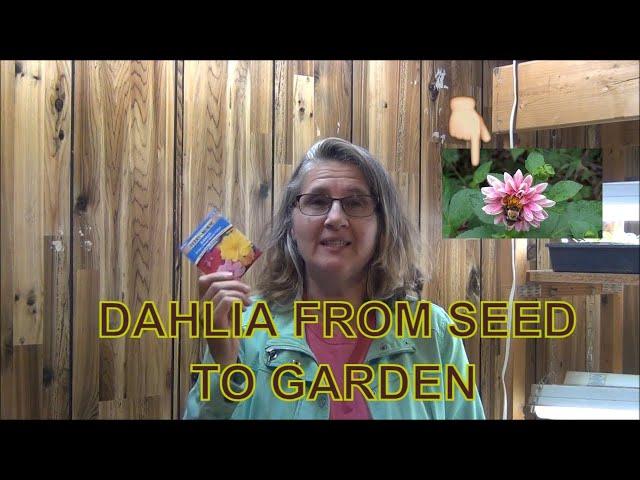 Growing Dahlia from Seed To Garden /  Dahlia Tubers