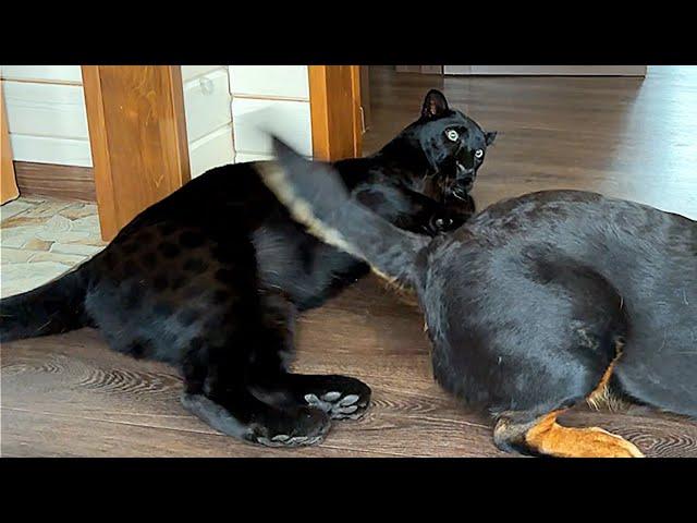 Bad weather, gas, goat meat or an ordinary day of Luna the panther and family (ENG SUB)