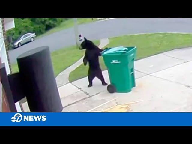 Smarter-than-average black bear wheels trash bin up driveway of Florida home