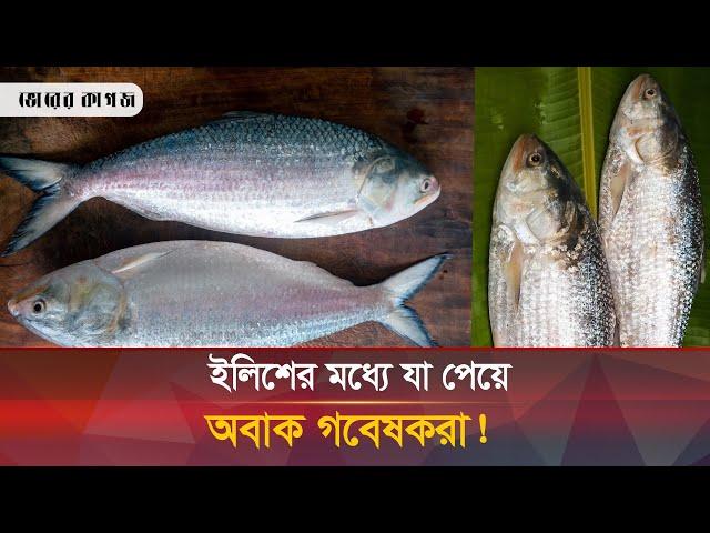 ইলিশে নতুন ব্যাকটেরিয়ার সন্ধান, গবেষকরা অবাক | Hilsa | Bacteria | Bhorer Kagoj