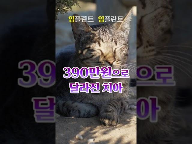 전체임플란트 빠르게 신청! 390만원으로 달라진 치아! #전체임플란트 #임플란트 #치과 #이빨 #치아건강 #임플란트치과 #치과추천 #고양이 #cat  #shorts