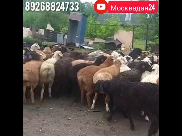 ТЕЗ КАБАР МОСКВАДАН