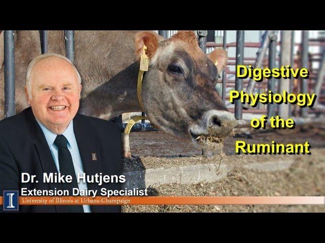 Digestive Physiology of the Ruminant