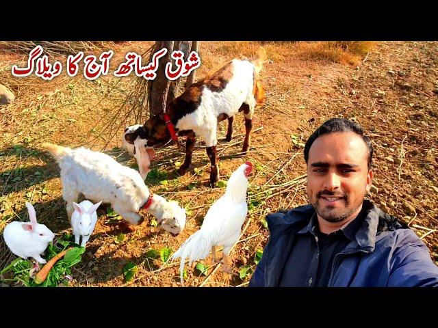 Shoq K Sath Aj Village Life Daily Routine MB Vlogs