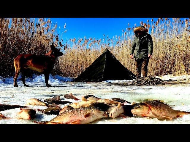 Ice Fishing - Carp Fishing in Frozen Lake, Winter Camping with My Dog, Nature Documentary, Asmr