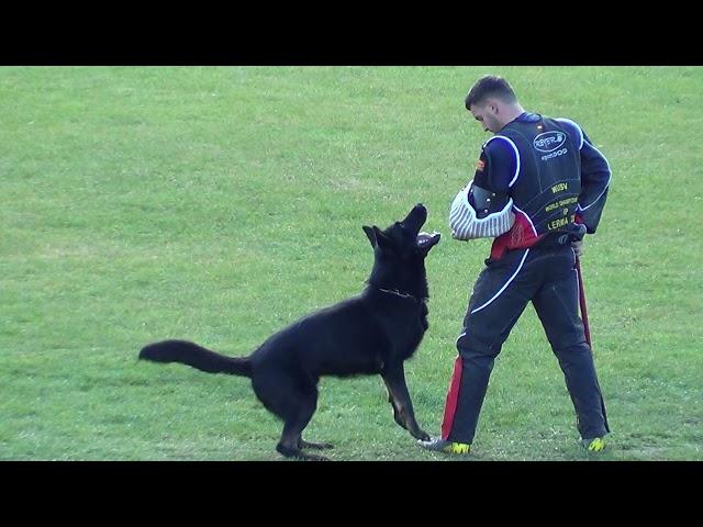 WUSV 2021  SVK 4 - EVA SMÄDOVÁ & PANTHER Z BEROUNSKÉ BAŠTY C 97