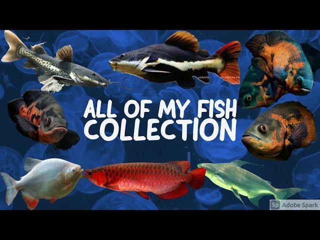 All Of My Monster Fish Collection