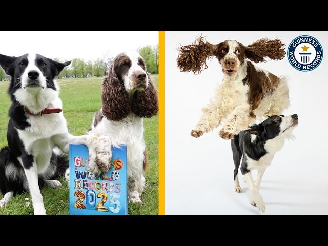 Bonnie and Simba: The World's Smartest Dogs - Guinness World Records