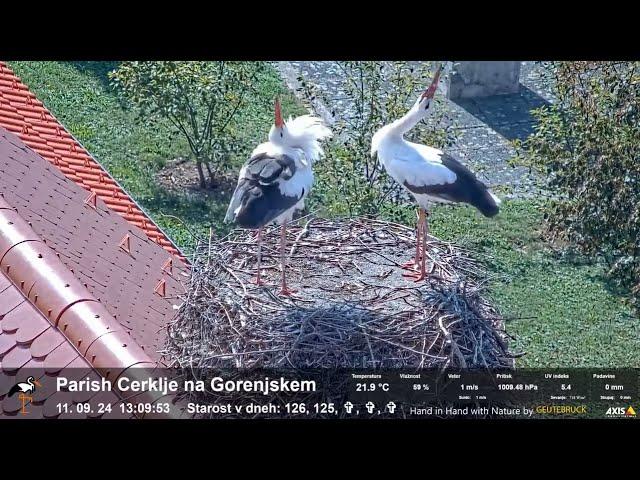 Bociany - Stork nesting - Parish Cerklje na Gorenjskem, Słowenia - 11 09 2024