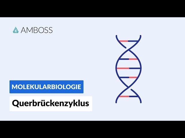 Querbrückenzyklus - Biochemie - Physiologie - AMBOSS Video