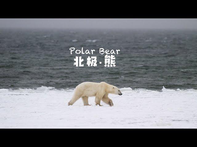 Run?! or Shot photo? When you meet a Polar bear in North｜4KHDR