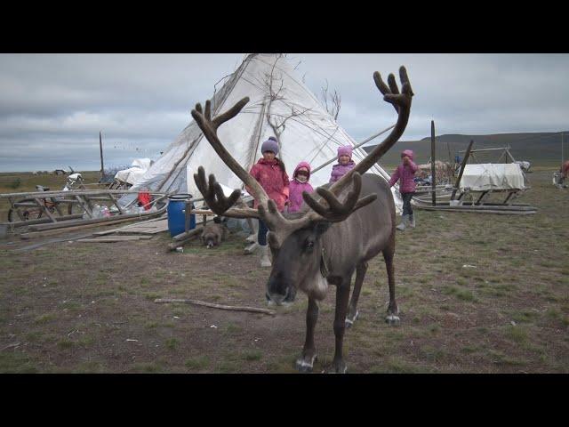 Последние дни каникул в тундре. The last days of holidays in the tundra.