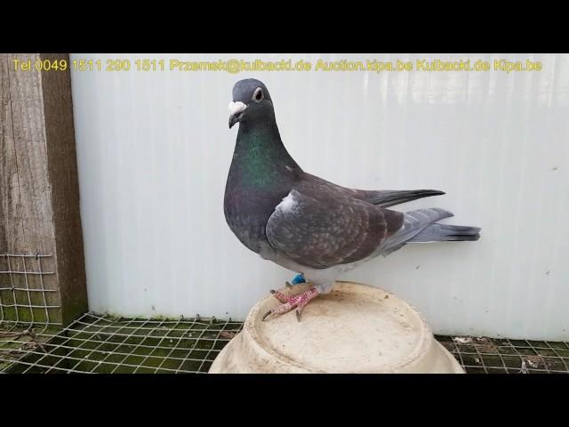 już sprzedałem SUPER RACING PIGEONS HIGH QUALITY OF RACING PIGEONS FROM KULBACKI