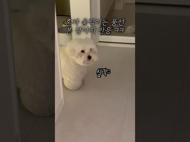 풍선이 무서워잉 #dogshorts #반려견 #강아지 #puppylove #cutedog