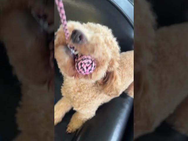 #poodlelife #funnydogs #funnyvideo #funnyshorts #funny #dogs #poodles #doglover #cute #doglife 