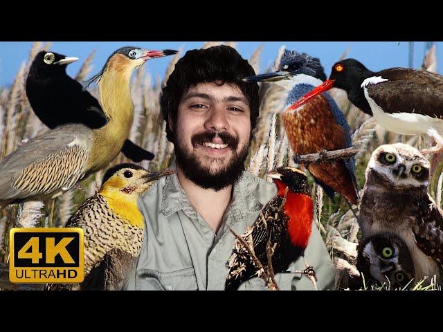 ARGENTINE BIRDS | KNOW EACH SPECIES OF BIRDS WITH THEIR NAMES