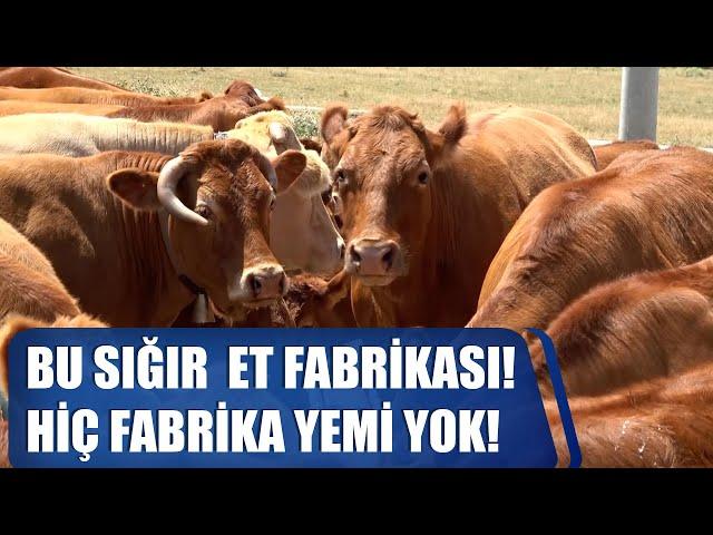 Bu Sığır Irkı Et Fabrikası, Dünyada Zirvede! Hiç Fabrika Yemi Yok! / ABİ NERDESİN