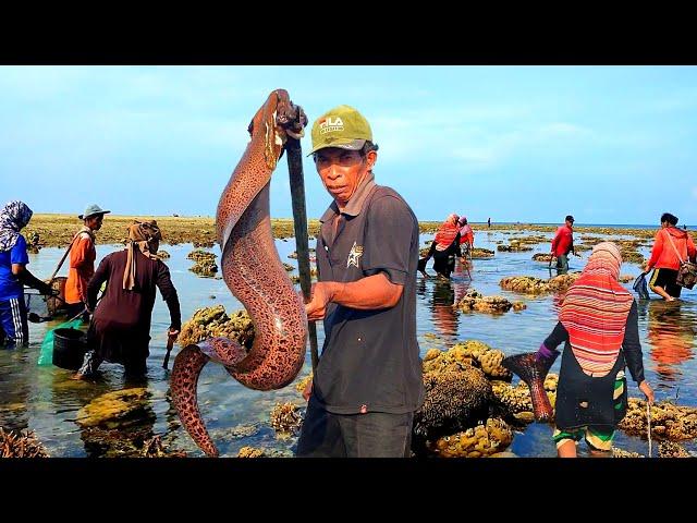 Tradisi kampung Nelayan saat air laut surut kami berburu bersama ibu-ibu