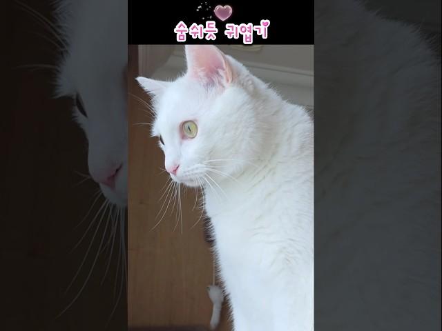 내가 제일 잘하는건? #숨쉬듯 귀엽기 #cat #cute #고양이 일상 #순창