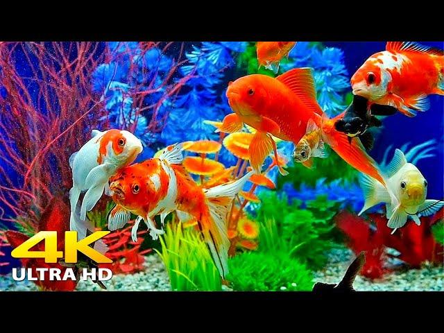 Aquarium 4K VIDEO (ULTRA HD)  Beautiful Relaxing Coral Reef Fish - Relaxing Sleep Meditation Music