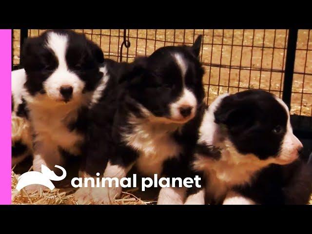 Baby Border Collies Start Learning To Herd | Too Cute!