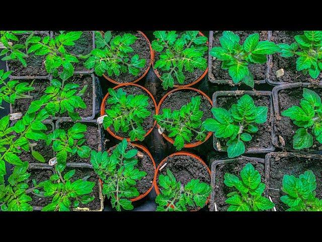 Secret to growing big healthy tomato seedlings every time