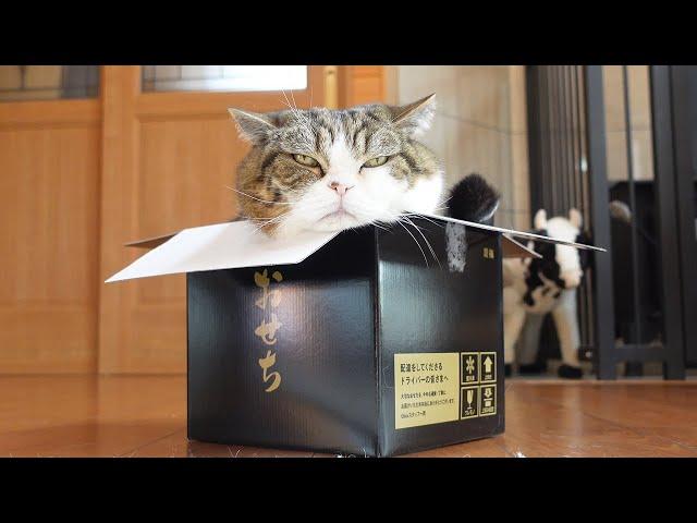 Maru enjoys the Osechi box.