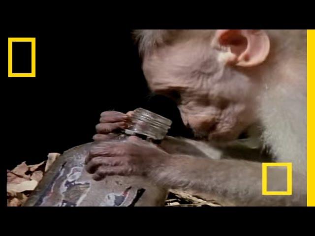 Drunk Monkeys | National Geographic