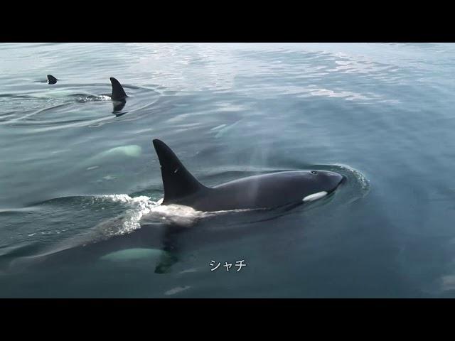 世界自然遺産知床　羅臼町の四季　World Natural Heritage Shiretoko Rausu Four Seasons