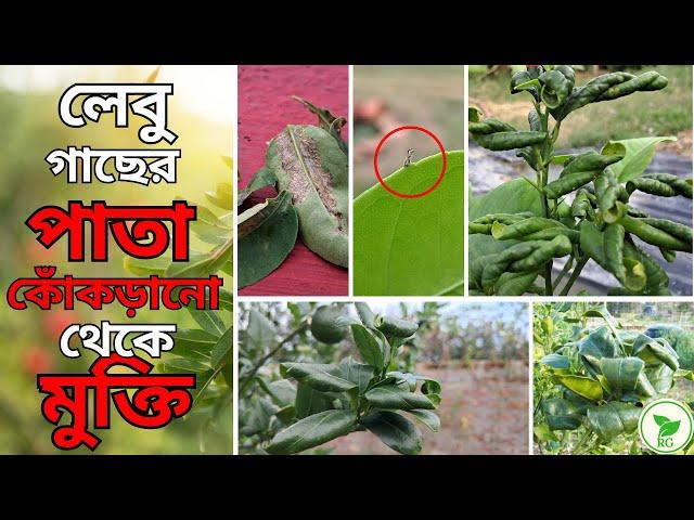 লেবু গাছের পাতা কুঁকড়ে যায় কেন? শুধুই পোকার আক্রমণে? Citrus Leaves Curling: 3 Reasons & Resolutions