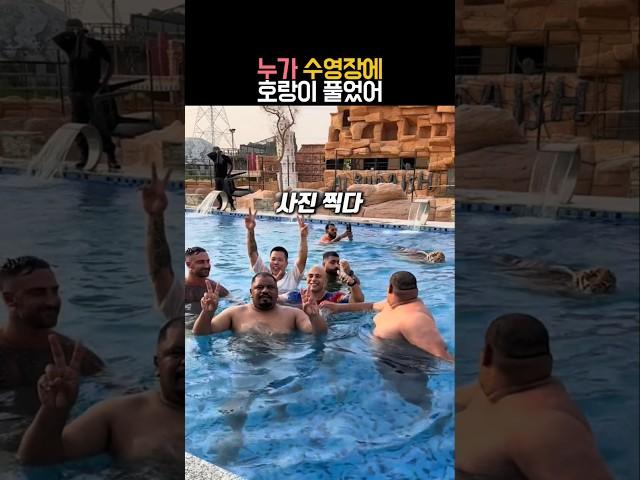 수영장에 간 호랑이 #동물 #호랑이 #유머