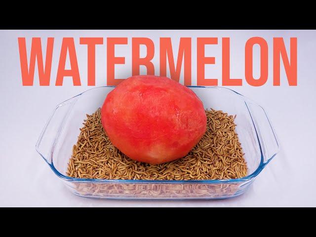 10 000 Mealworms vs.  PEELED WATERMELON