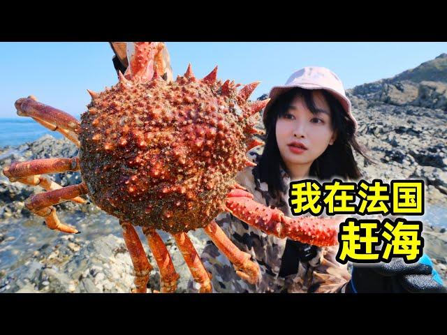 在法国赶海，海沟里抓5斤重蜘蛛蟹，撬个生蚝就地海鲜餐 | 法国 | 乡村 | 户外 | 螃蟹 | 趕海 | 生蚝 |