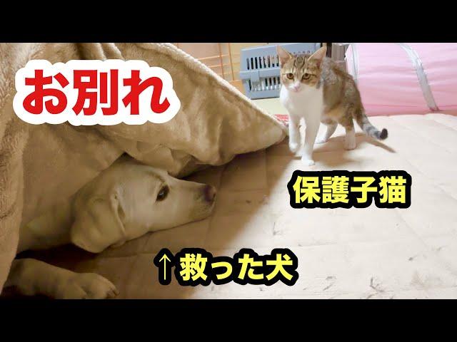 命を救った犬とお別れする日が来た保護子猫／トライアルへ出発する子猫なるみ