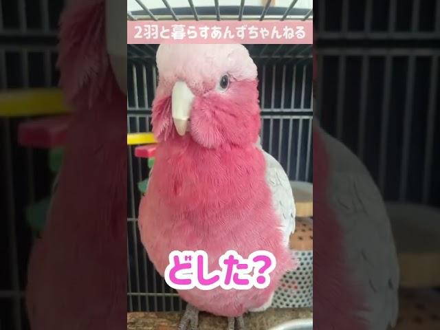 ひたすら「どした？」と聞いてくるオウム【モモイロインコ】