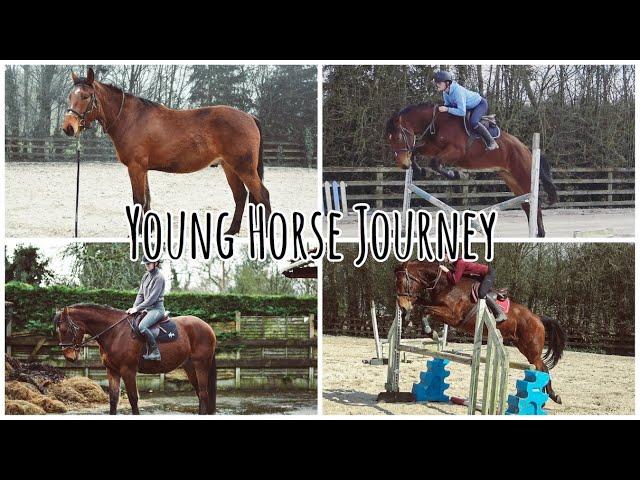 BREAKING IN MY HORSE // From unbroken to first jumps