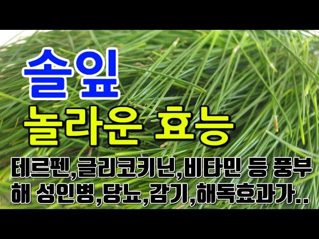 [솔잎 효능] 솔잎의 매력적인 비밀: 향기와 건강을 담은 자연의 선물