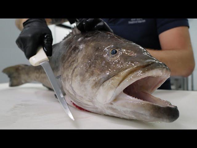 Fillet This Grouper (Zero Waste)