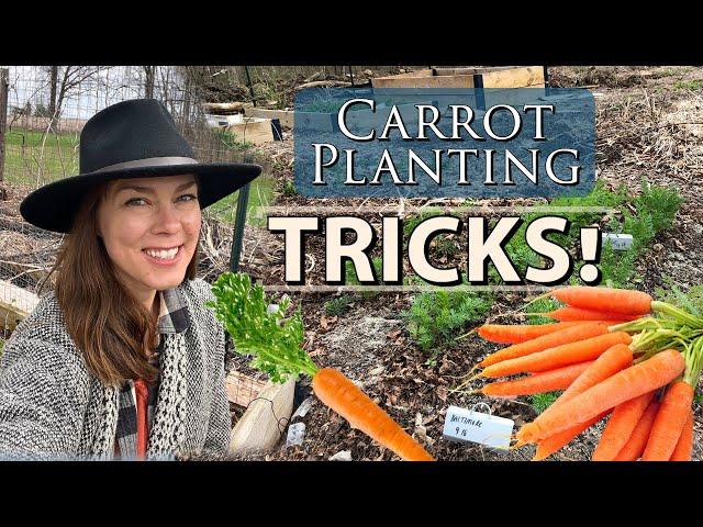 Tricks for Sowing Carrots- Improve Germination & Spacing