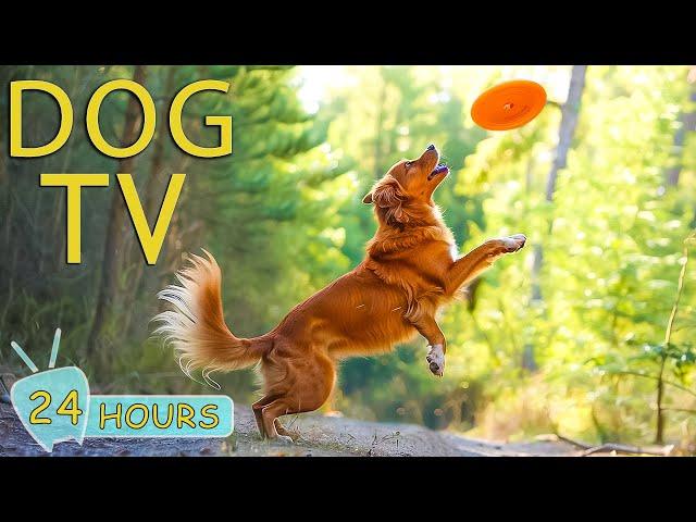 DOG TV: Video Entertain for Dogs with Anxiety and Boring When Home Alone - Best music for Dogs