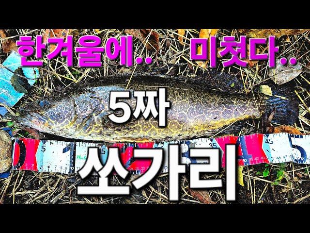 한겨울에 5짜 쏘가리 가 미쳣다 .그것도 2마리나..최프로티비 268화