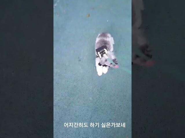 운동이 하기 싫었던 강아지