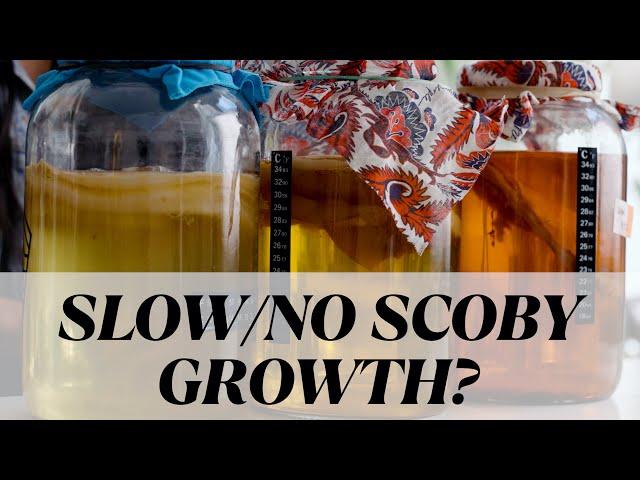 Why My Homemade Kombucha Didn't Grow a SCOBY