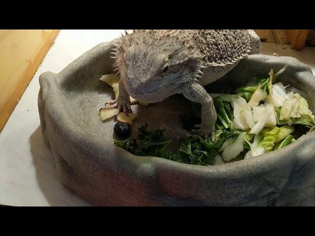 How to get your bearded dragon to eat salad.| AniMal Advice and Wildlife Rehabilitation