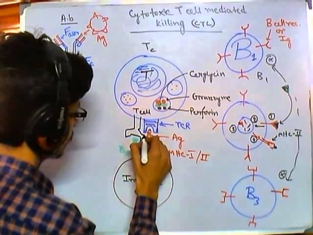 Cytotoxic T cells