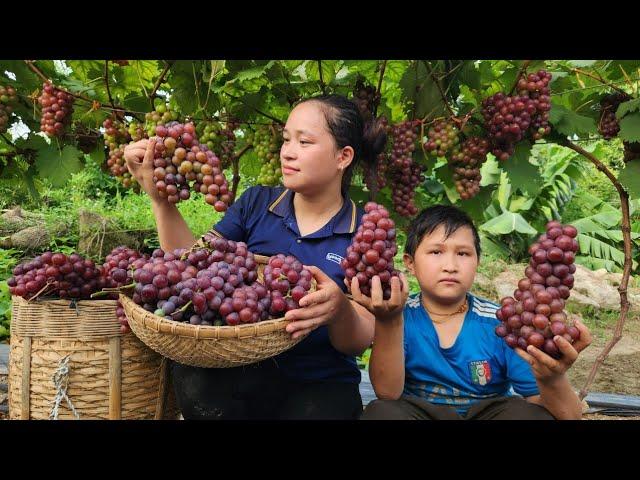 Harvest Vineyard Fruit go market sell - Banana wine soak - Goat care | Lý Thị Ca